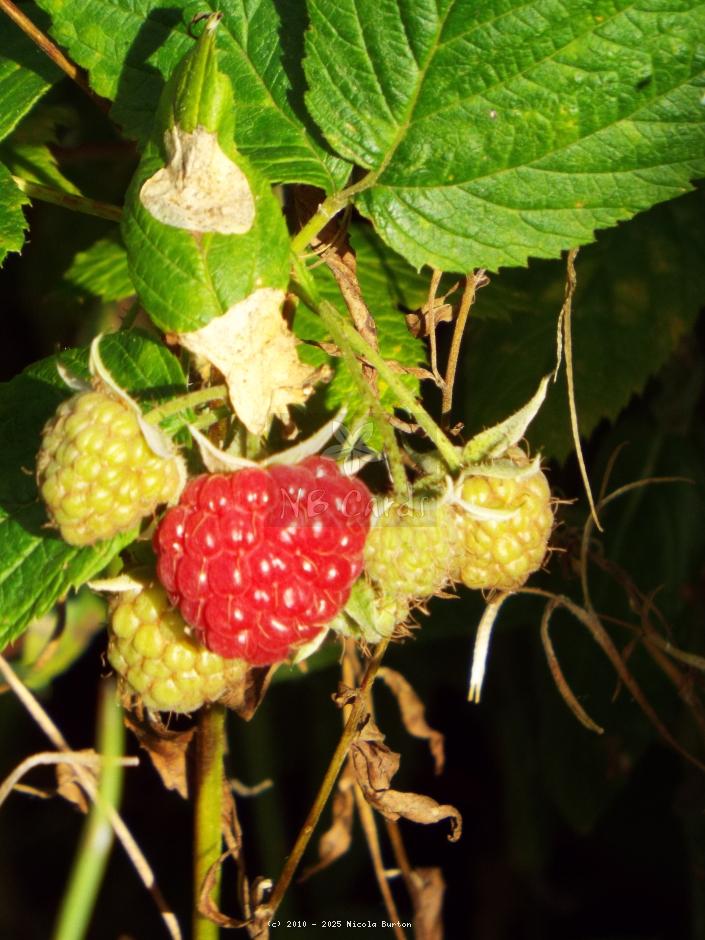 Raspberry