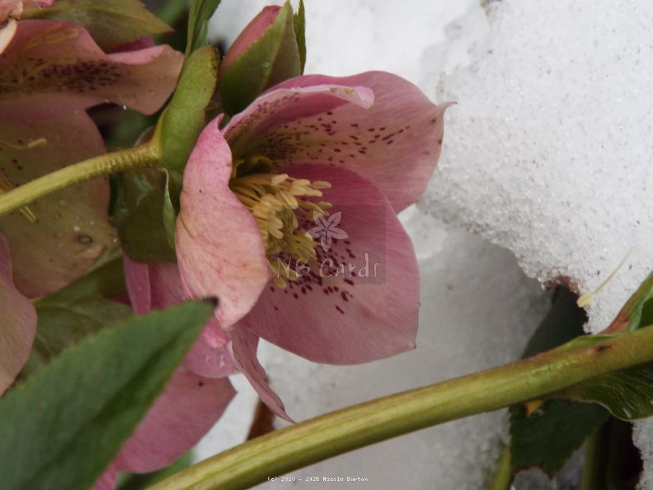 Christmas rose