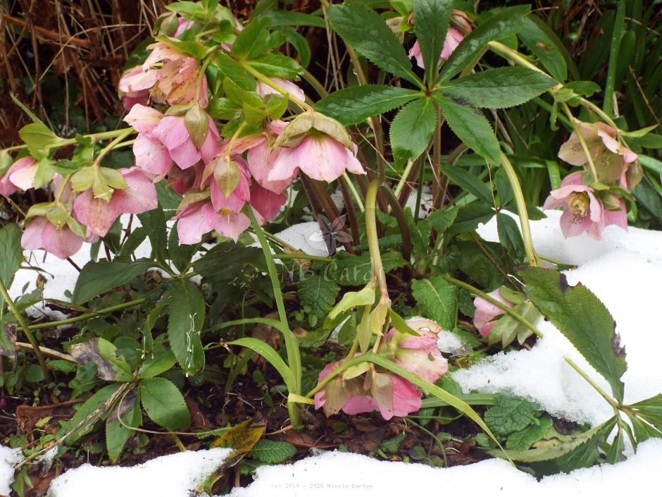 Christmas rose