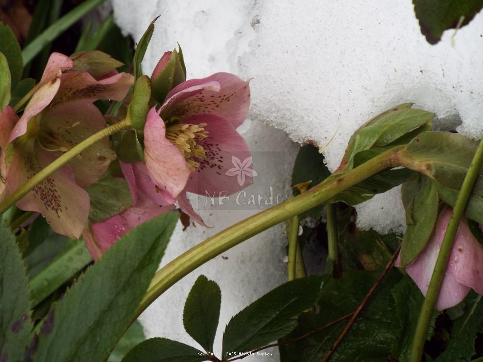Christmas rose SS7