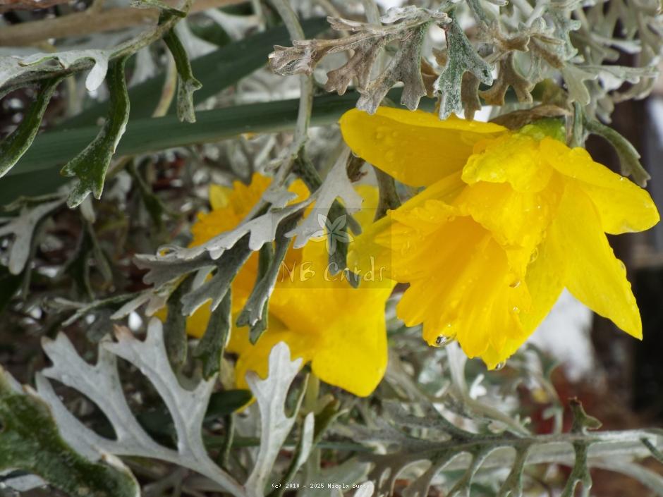 Daffoldil