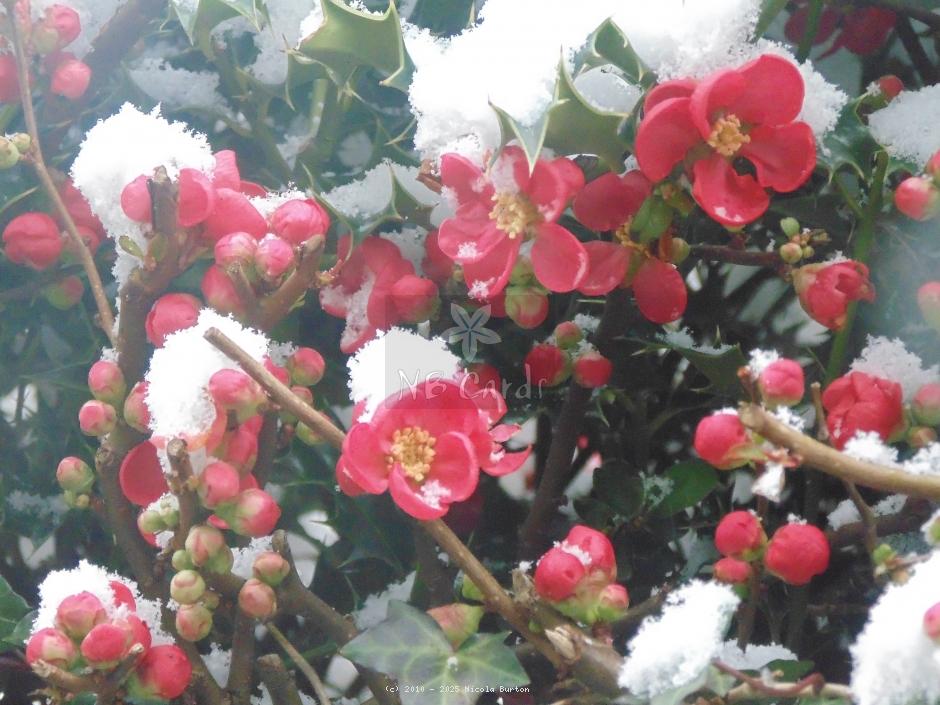 Japanese Quince