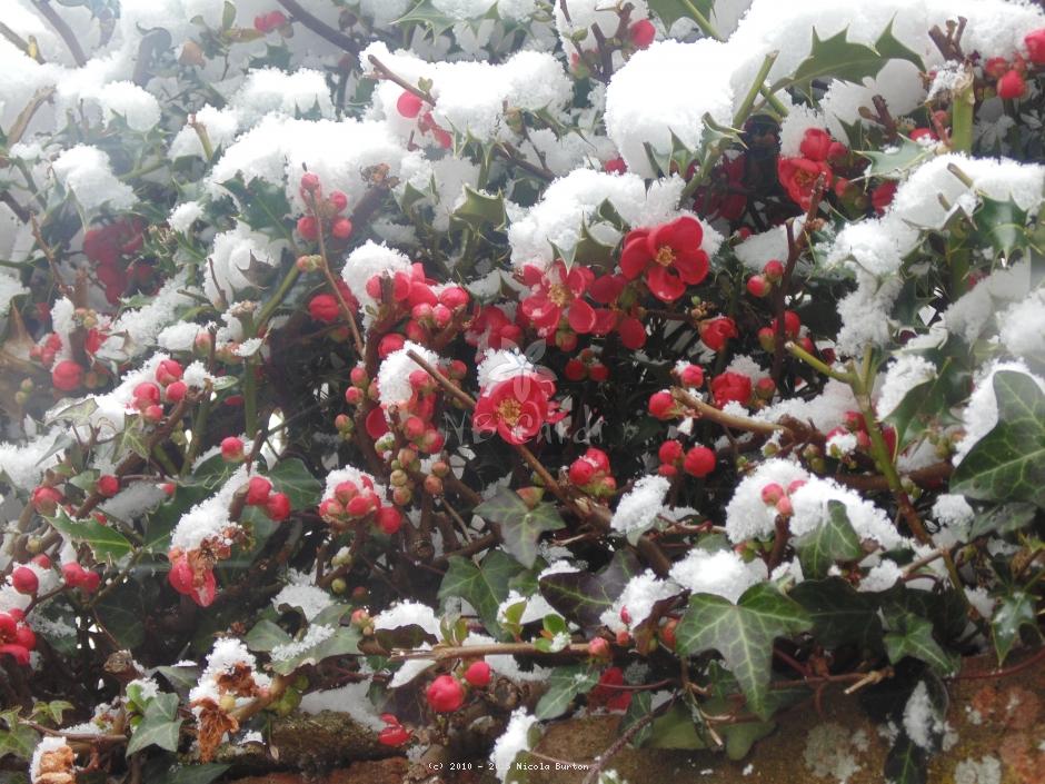 Japanese Quince