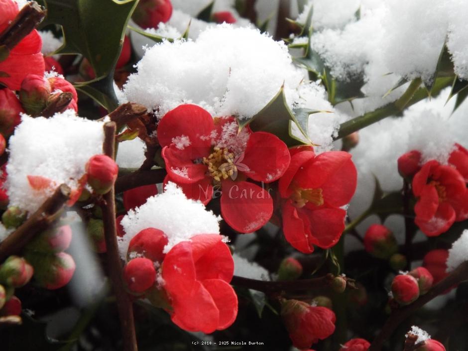 Japanese Quince