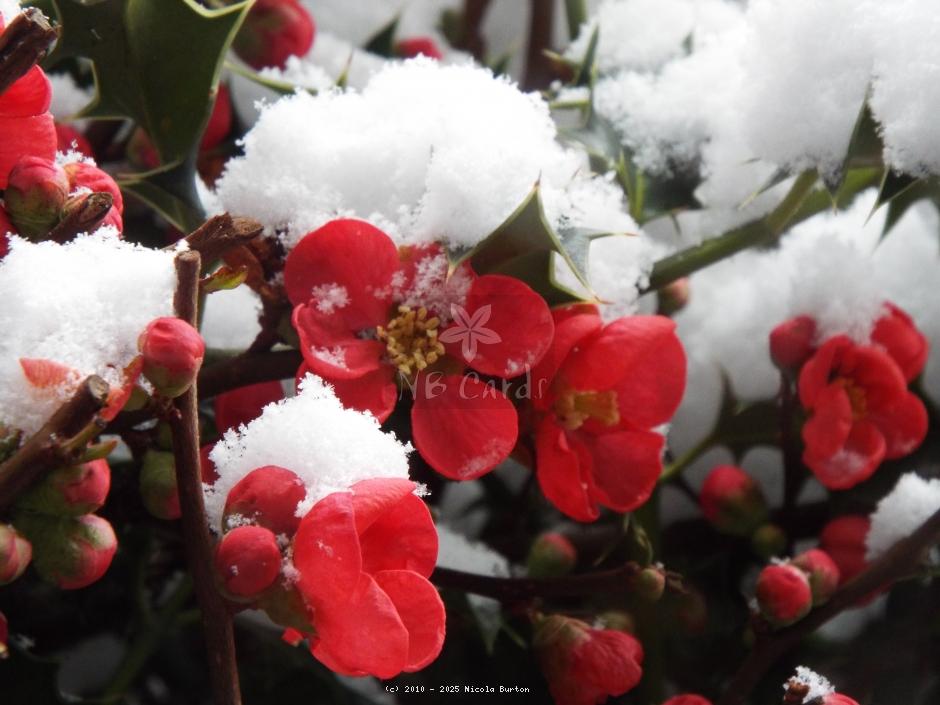 Japenese Quince
