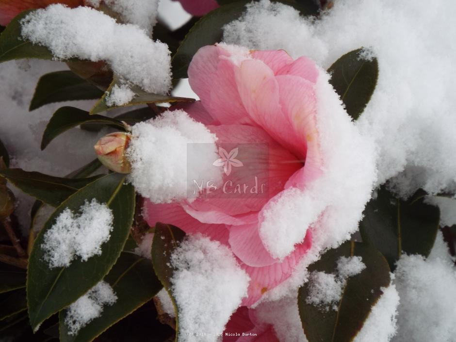 Magnolia blossom
