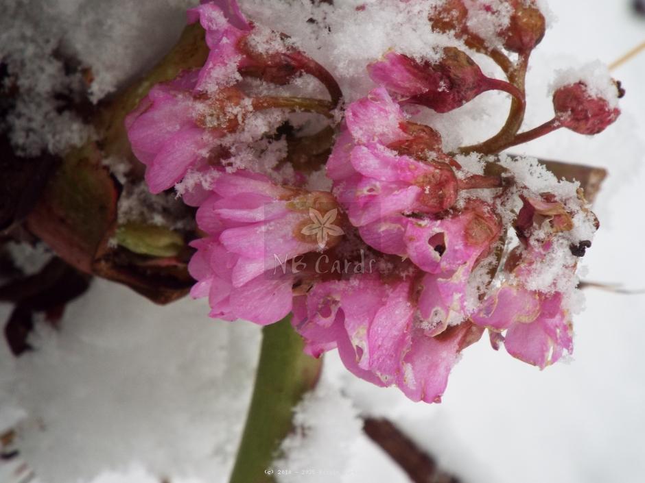 Spring flower