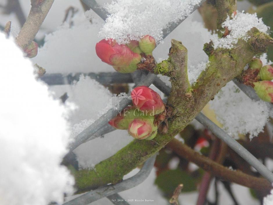 Spring snow buds