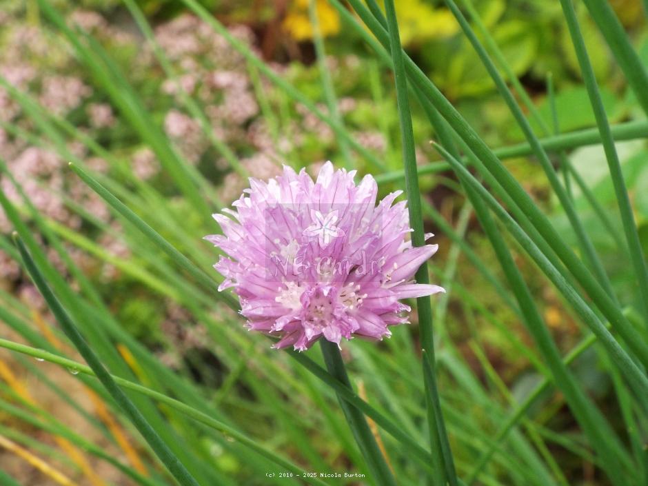 Chive 1