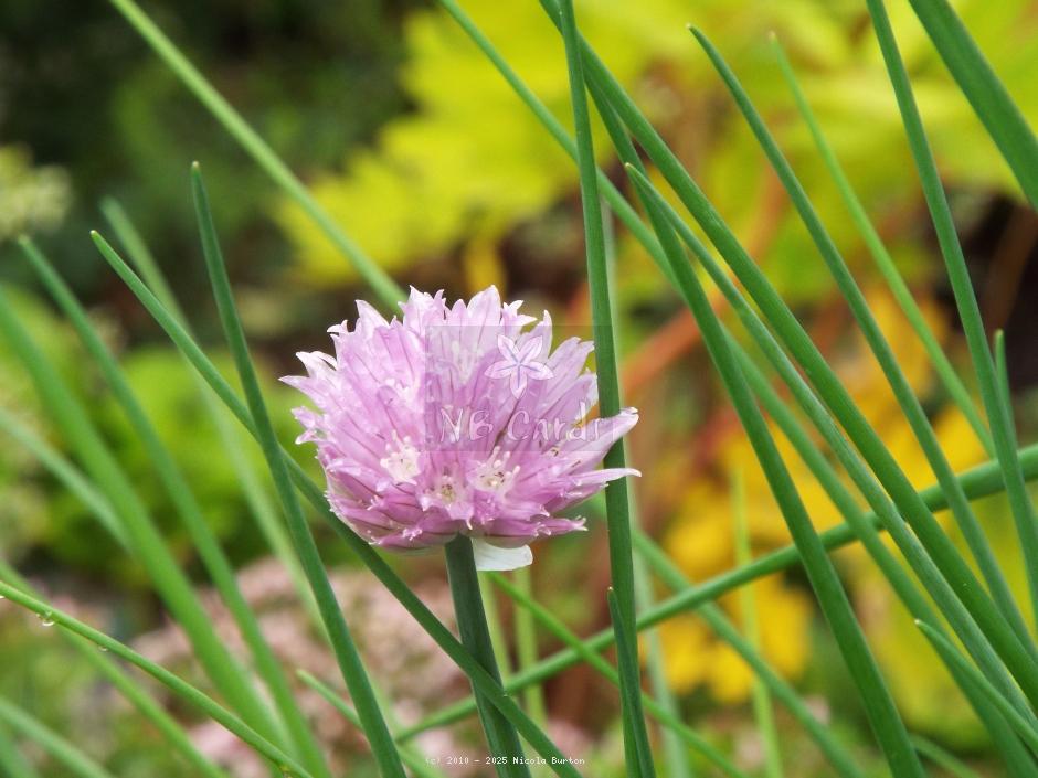 Chive 2
