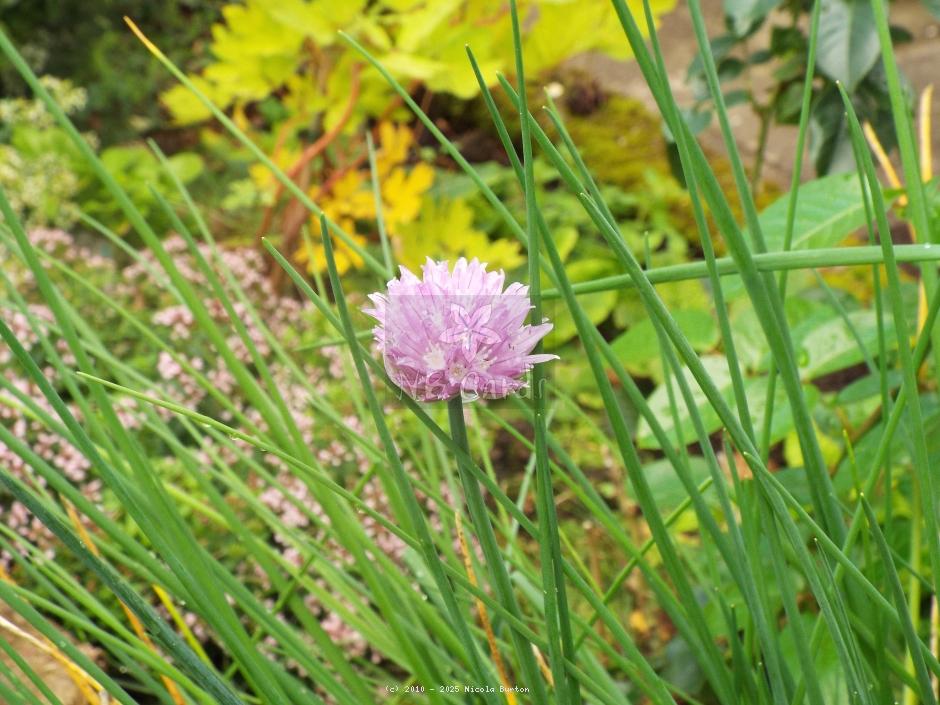 Chive 3