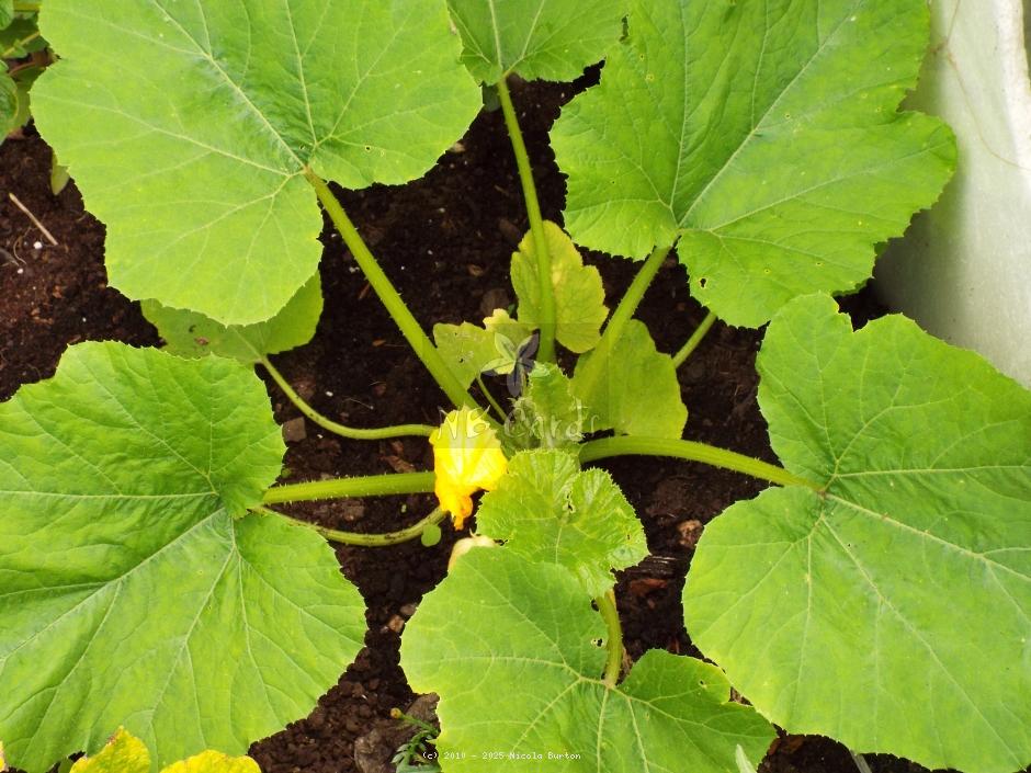 Cucumber plant