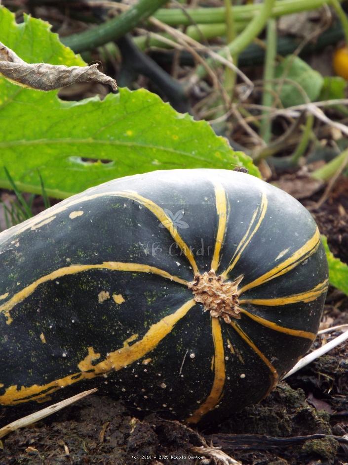 Marrow