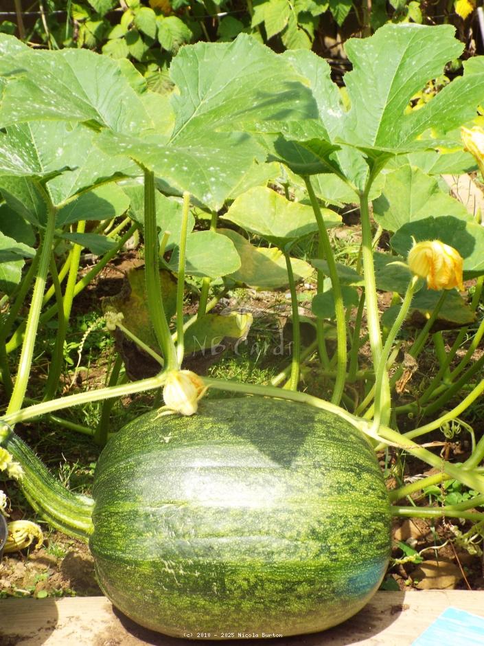 Marrow 2