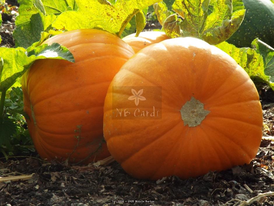Pumpkin 1