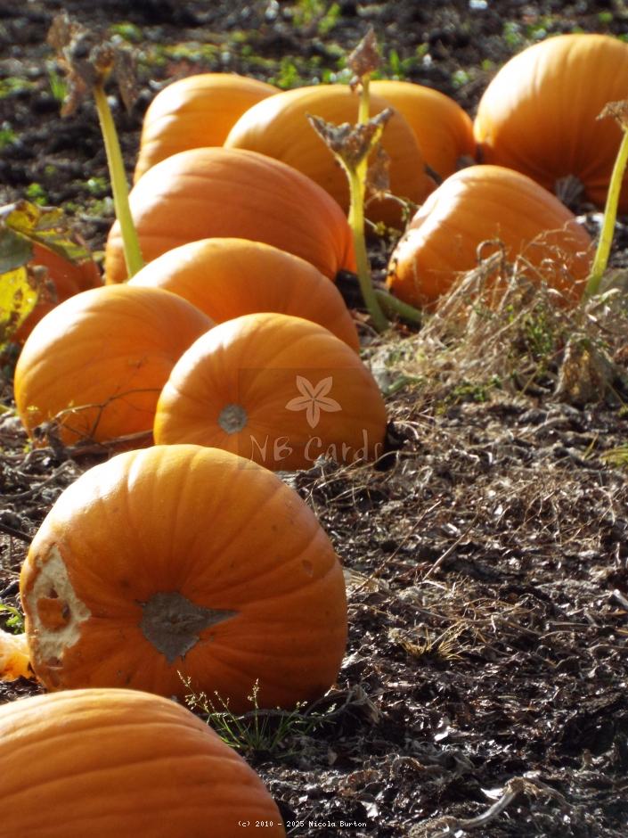 Pumpkin 2