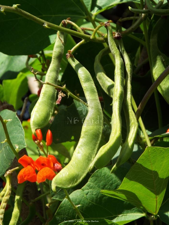 Runner bean 1