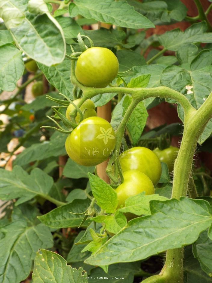 Tomato
