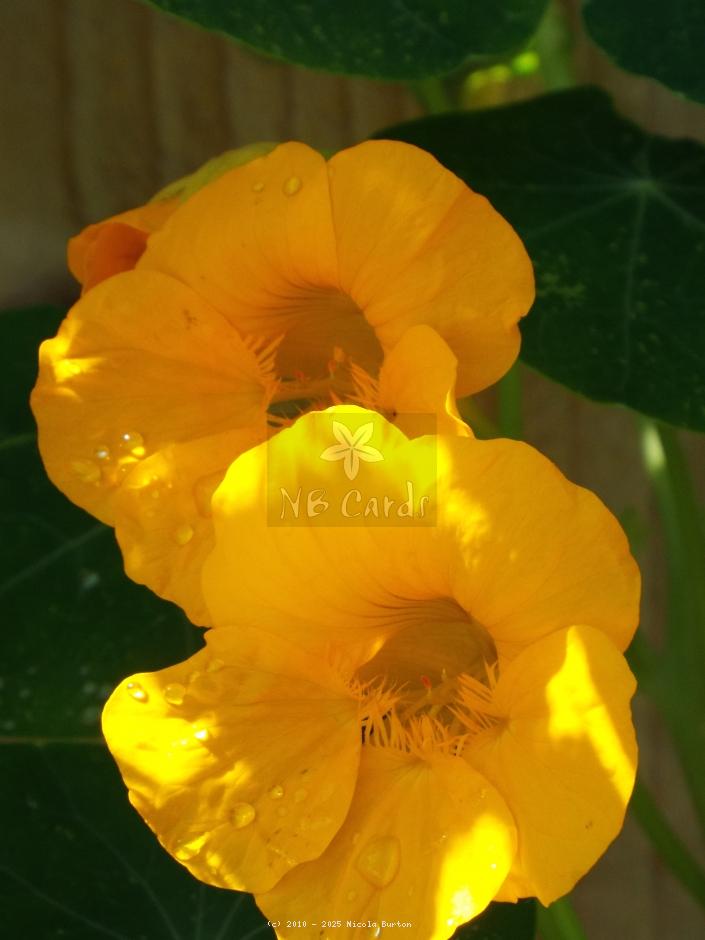 Veg Flowers