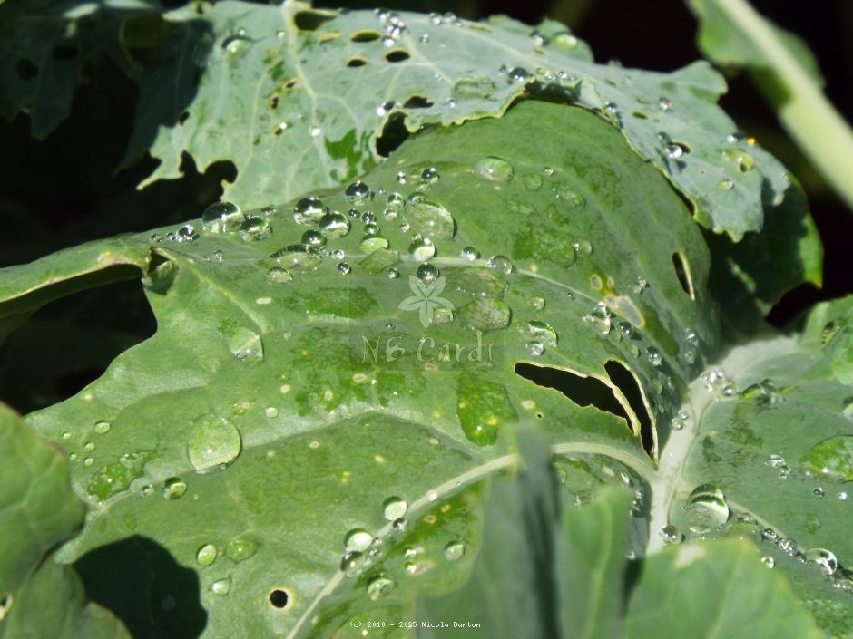 Wet cabbage leaf
