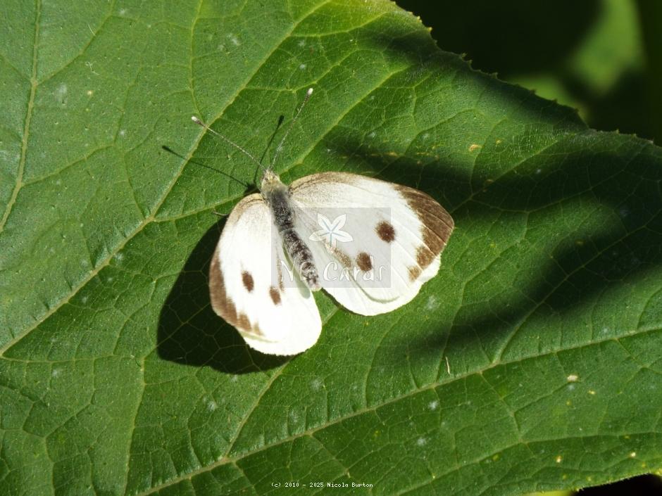Moth 1