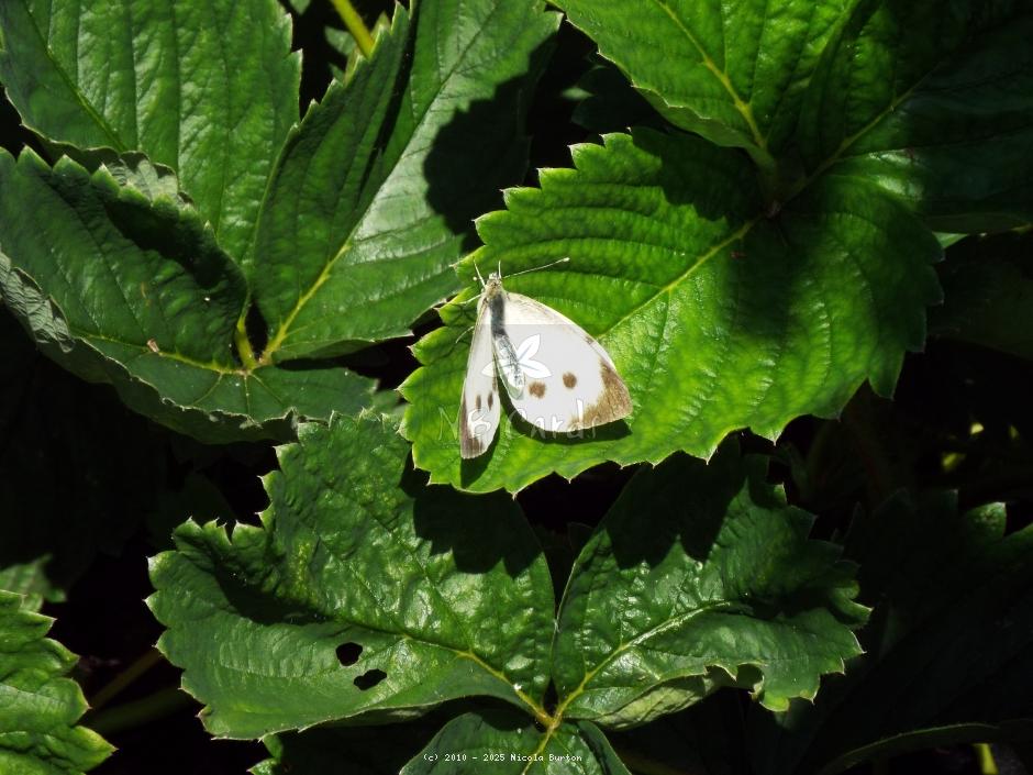 Moth 2