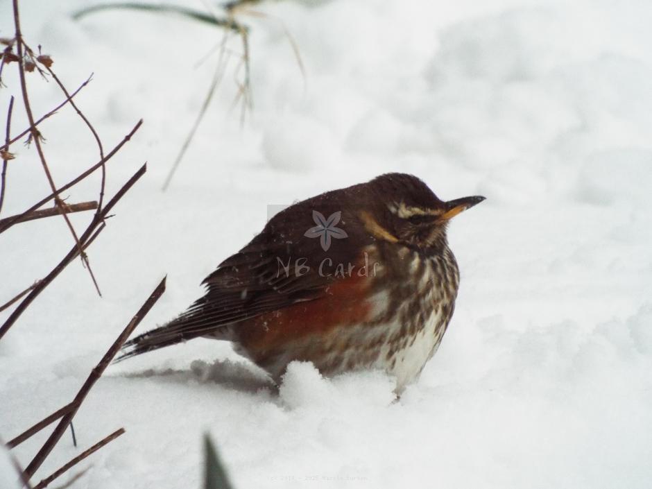 Winter sparrow 1