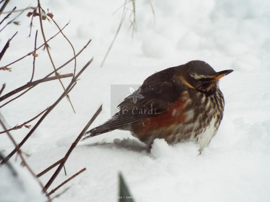 Winter sparrow 2