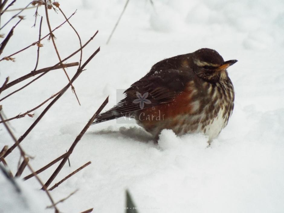Winter sparrow 3