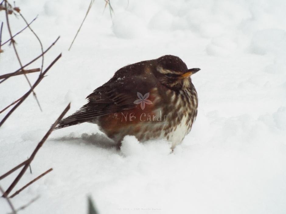 Winter sparrow 4