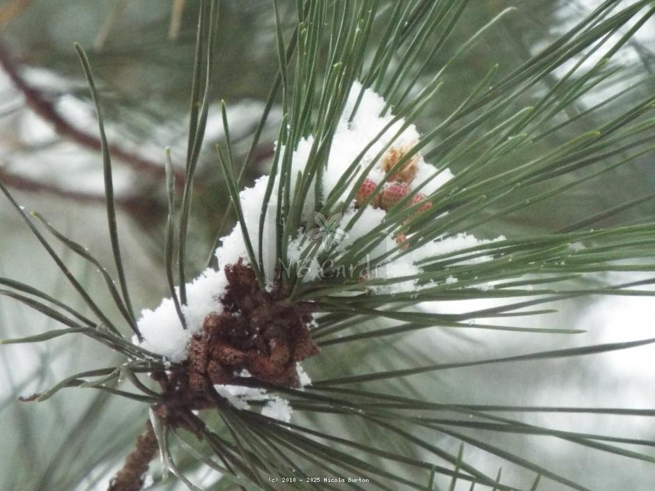 Winter pine 1