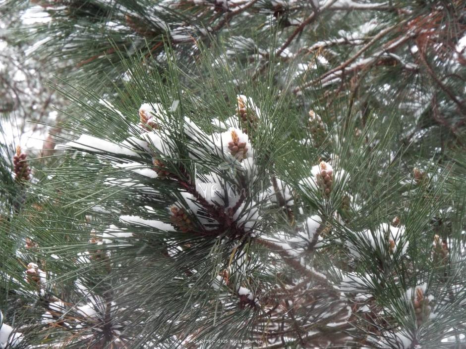 Winter pine 2