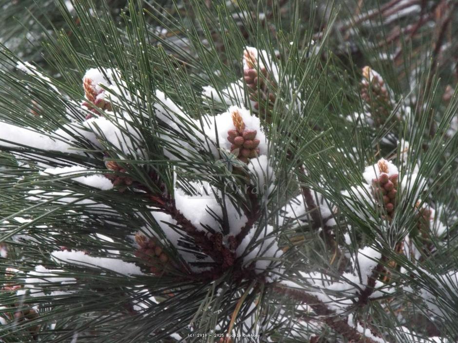 Winter pine 3