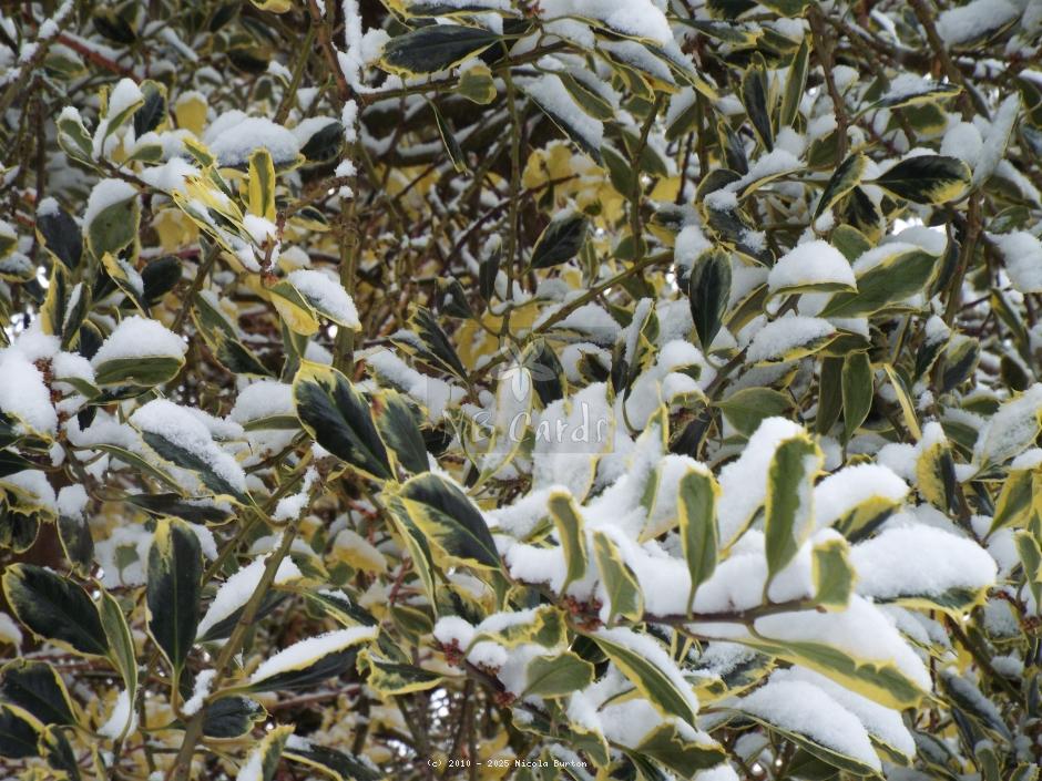 Winter tree 1