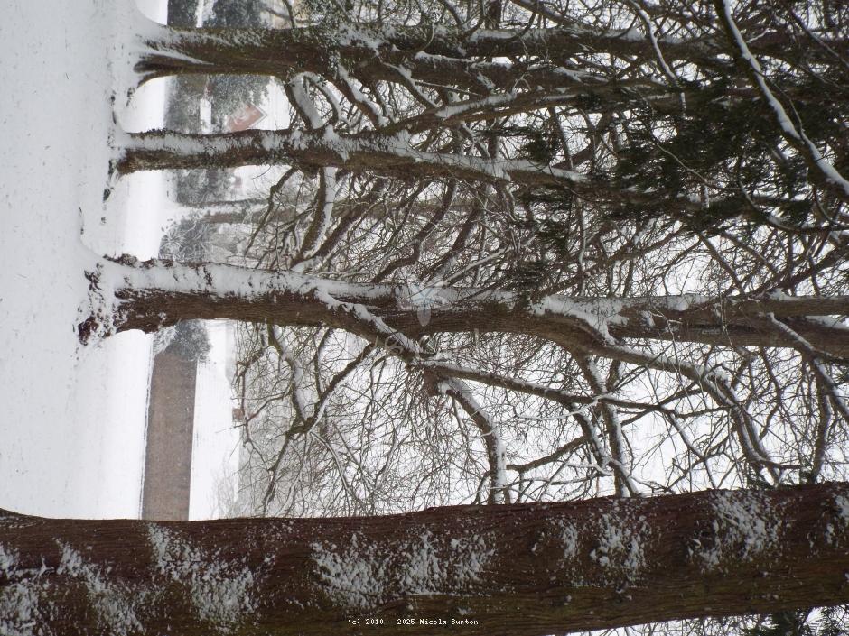 Winter tree 10