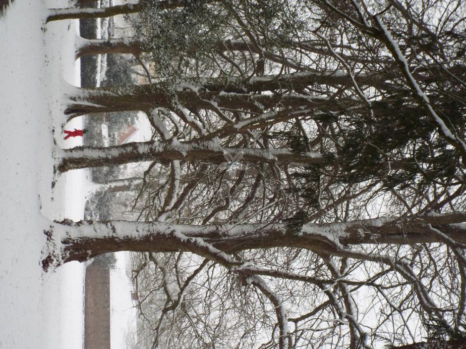 Winter tree 11