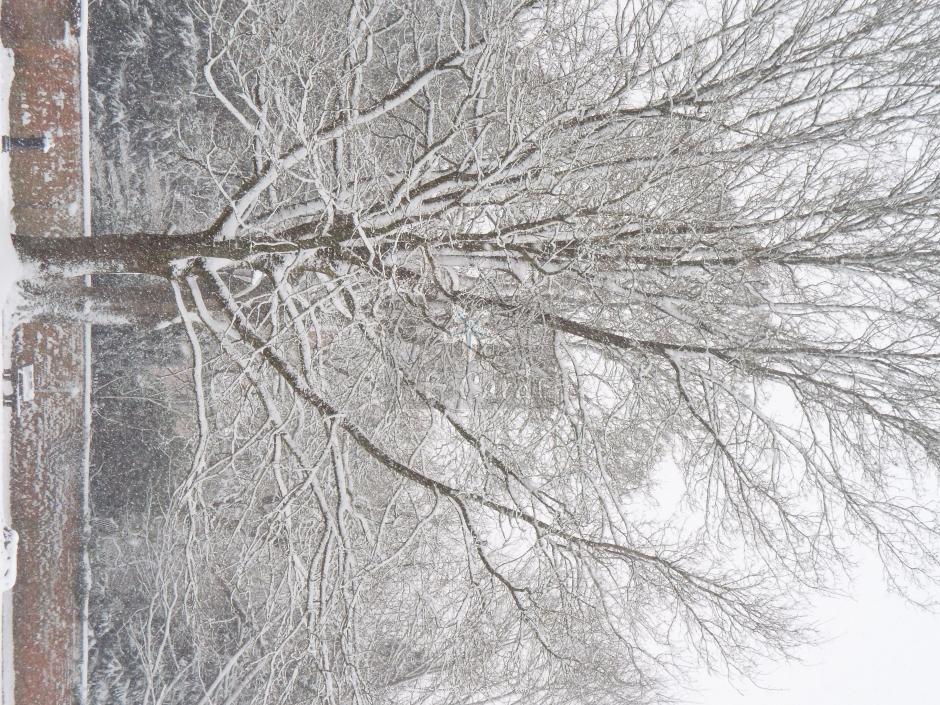 Winter tree 12