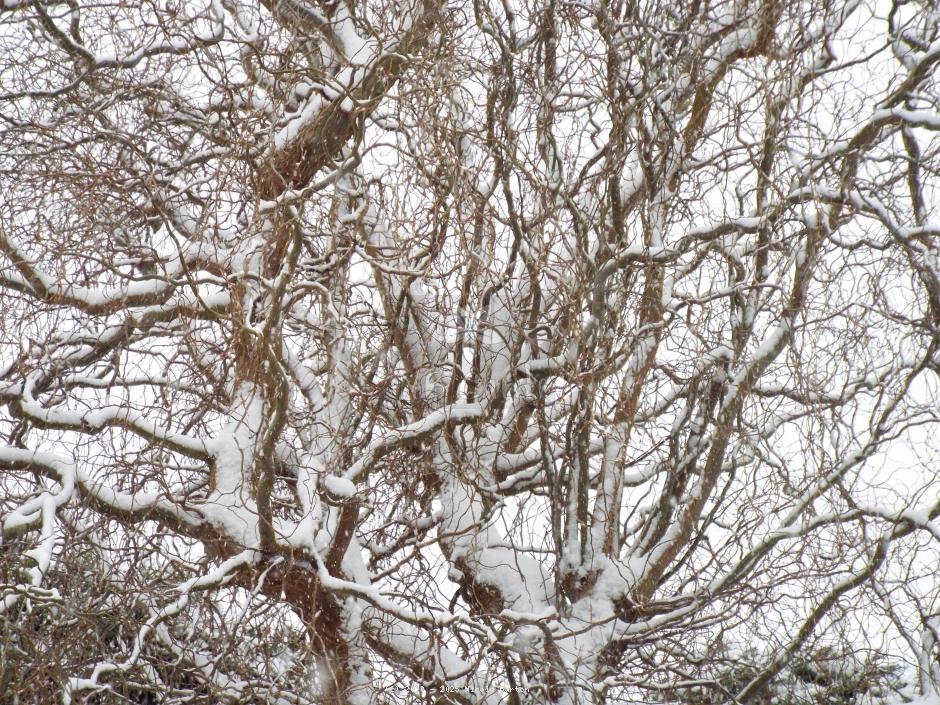 Winter tree 13