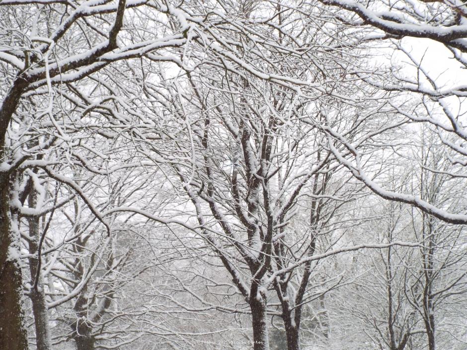 Winter tree 15