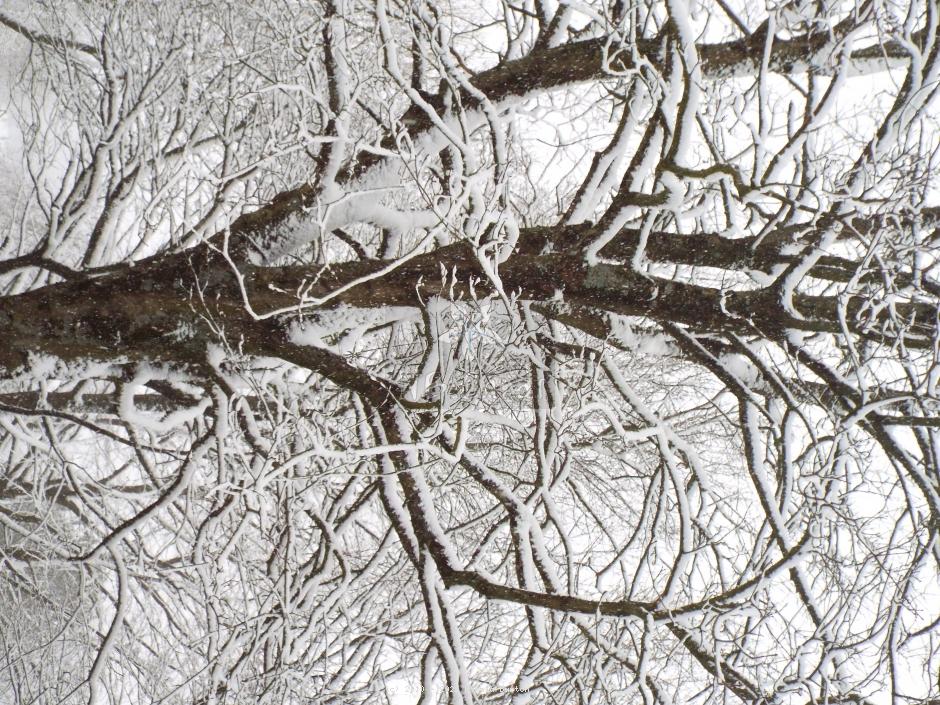 Winter tree 3