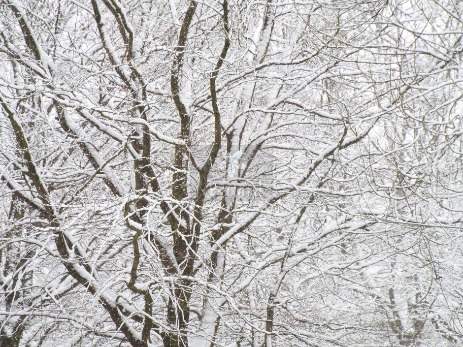 Winter tree 4