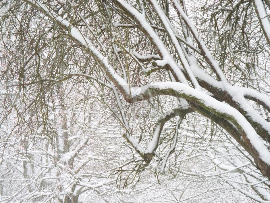 Winter tree 6