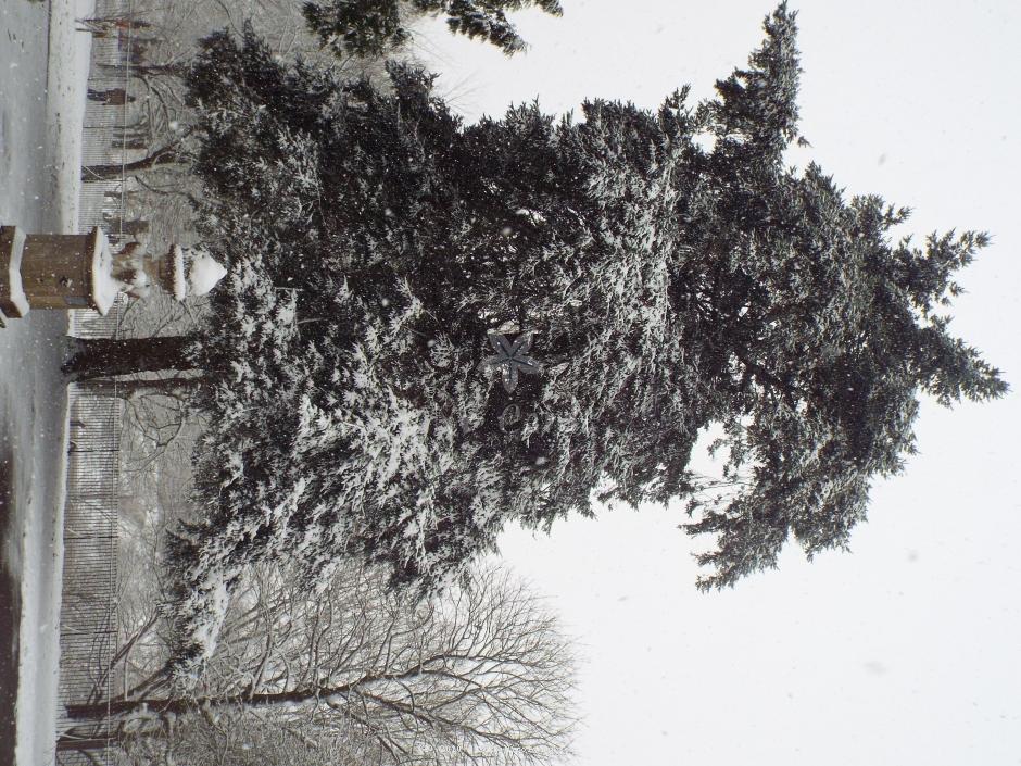 Winter tree 7