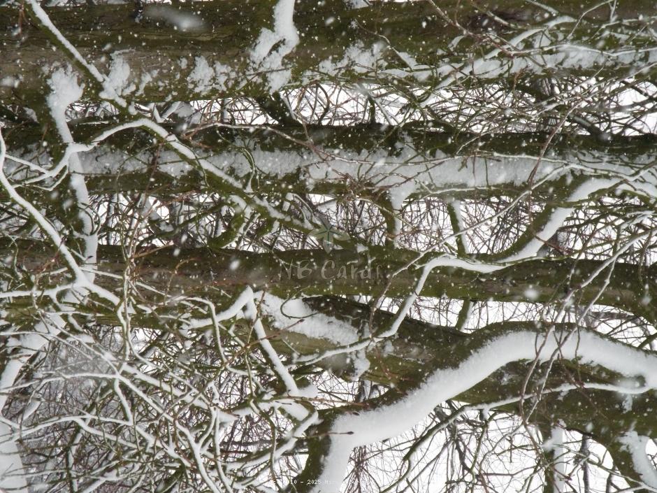 Winter tree 8