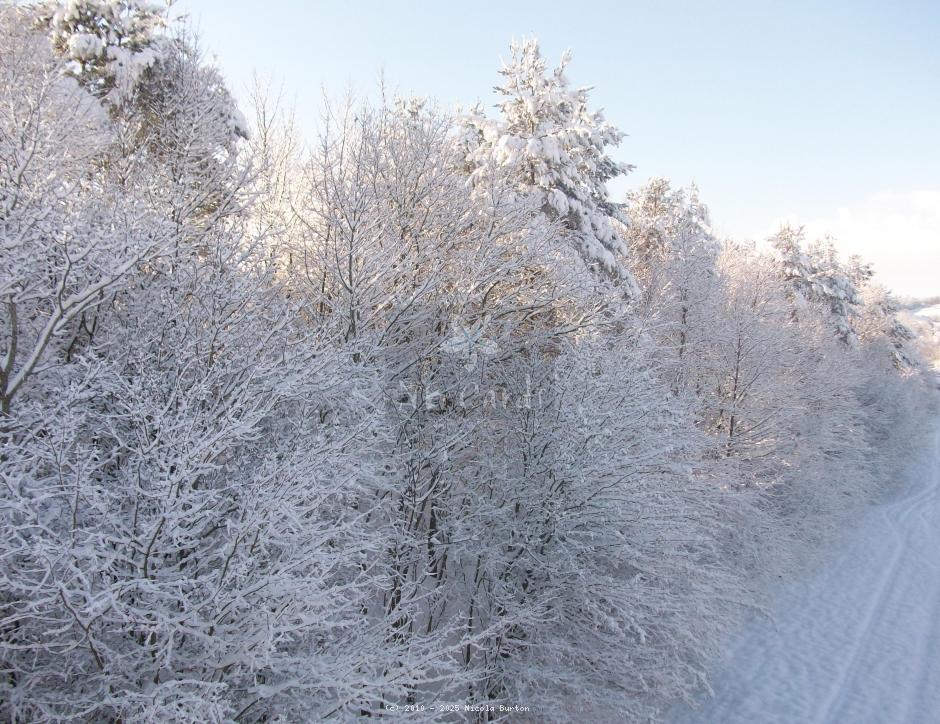 Winter trees