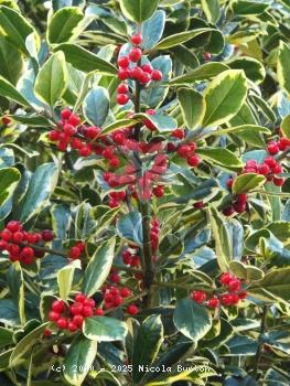 Berries