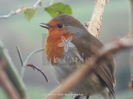 Robin