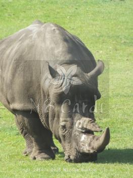 Rhino