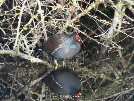 Moorhen