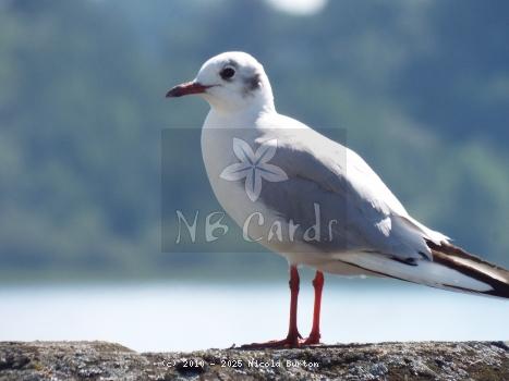 Seagull
